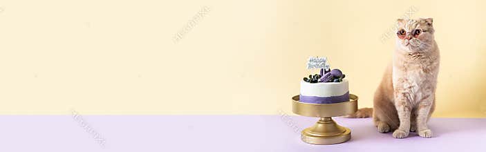 Happy birthday banner. Funny cat wearing sunglasses and sitting at a birthday cake with a candle and waiting for gifts. Birthday