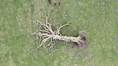 Video of people walking dogs by a fallen tree