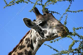 Masai giraffe