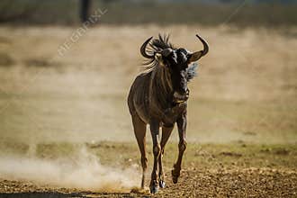 Blue wildebeest in Kgalagadi transfrontier park, South Africa