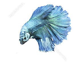 Fighting fish