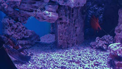 Red fish swims in aquarium with crab and coral reefs. A crab catches a red fish. Marine life in oceanarium aquatic habitat.