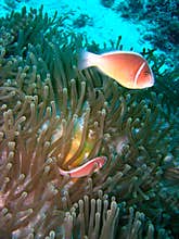 Coral reef fish