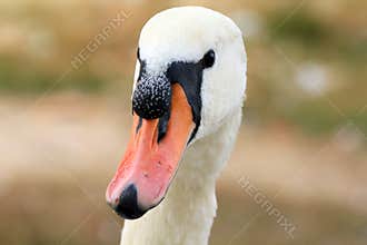 Head of swan