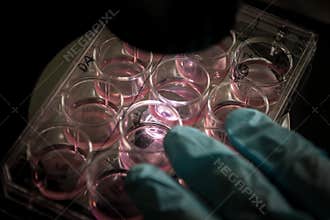 Stem Cell Culture in a Laboratory