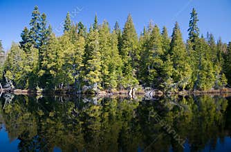 Boreal Forest
