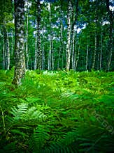 Forest