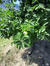 Drip irrigation in apple tree garden near Keremeos. Okanagan Valley, BC, Canada.