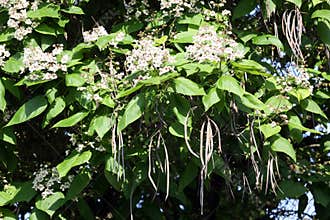 Flowers of the catalpa tree