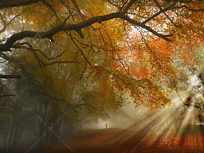 Autumn forest path
