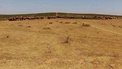 South African Elephants