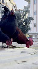 Black and brown chickens and roosters eat millet groats from the ground, in the background is the city and high-rise buildings