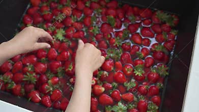 Hands washing fresh strawberries in kitchen sink