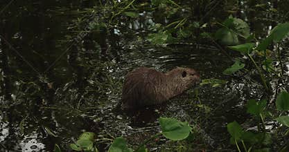 Nutria are semi-aquatic rodents native to South America, known for their large size and herbivorous diet. Nutrias are depicted
