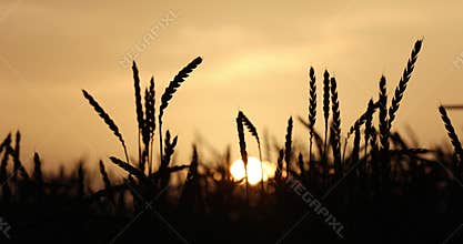 Wheat fields, green meadows, chamomile meadows in the Swiss Lowlands 8k ultra hd
