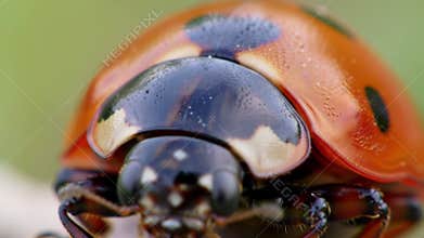 Extreme Macro Close-Up of a Ladybug\'s Intricate Details and Textured Shell in Natural Light
