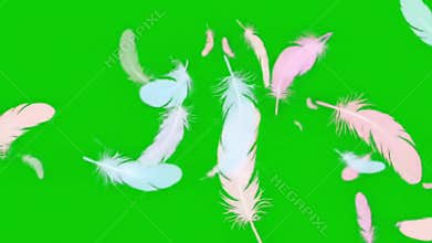 Gentle Pastel Feathers Drift and Dance on Vibrant Green Screen Background