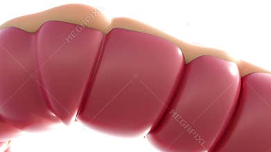 A 3D animation of the human colon or large intestine.