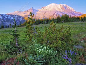 Summer Alpine Glow on Mt. Rainier from Sunrise Park, Washington State