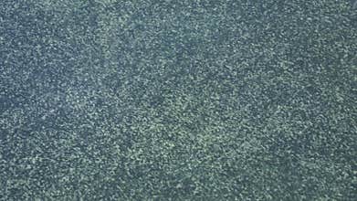 Sea surface covered with blue-green algae, creating swirling patterns in the water