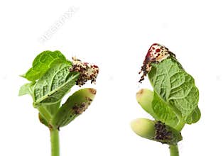 Bean seed germination, with macro detail
