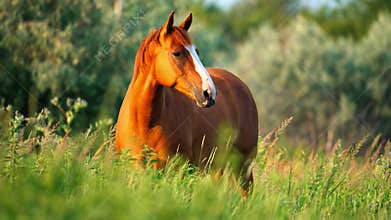 Chestnut Horse in Summer Meadow