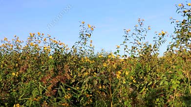 Walking in nature countryside on forest path trail Brest Belarus