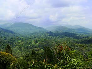 Rainforest in Taman Negara, Malaysia