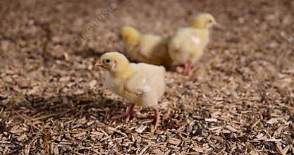 chicken chicks about three days old in yellow fluff in the