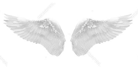 White angel wing isolated