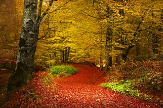 Foggy forest during autumn