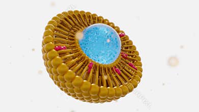 nanomedicine inside of liposome lipid bilayer