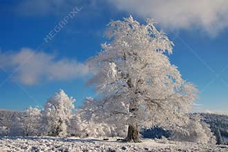 Beautiful winter landscape with trees decorated with snow and blue sky
