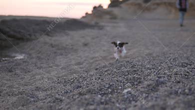 Slow motion, a small Kings Charle Spaniel puppy running along a pebble beach at sunset