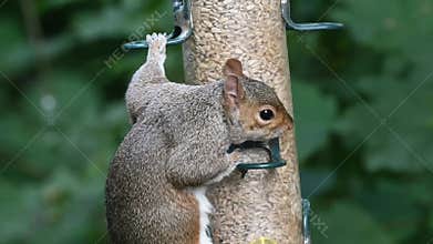 Brave squirrel in local garden