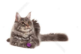 Maine coon with toy