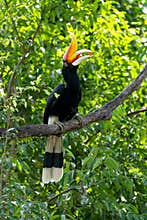The rhinoceros hornbill (Buceros rhinoceros) is a large species of forest hornbill (Bucerotidae).