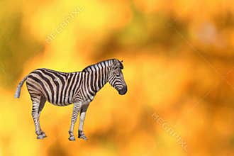 Beautiful zebra standing alone in an autumn landscape with warm colors during the golden hour
