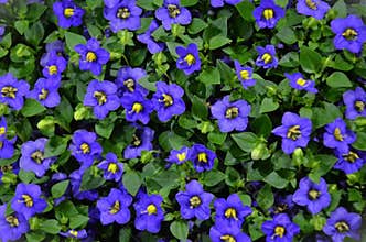 Beautiful purple flowers of exacum affine