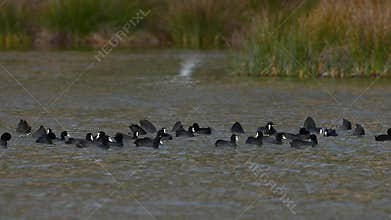 Black waterfowl swimming and feeding in the lake. Eurasian Coot, Fulica atra.