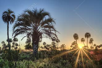 Sunrise on El Palmar National Park, Argentina