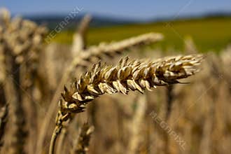 Close-Up of Ripe Wheat Ear in a Summer Field