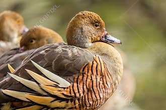 A close up of a plumed whistling duck, showing its beautiful plume feathers.