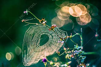 Delicate spider web glistening in sunlight among wild plants