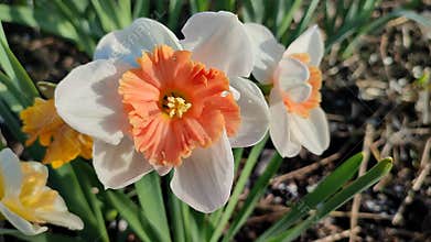 Blooming flower daffodil variety Riot drops of morning dew on petals