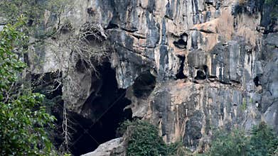 Greater Mouse-tailed Bats