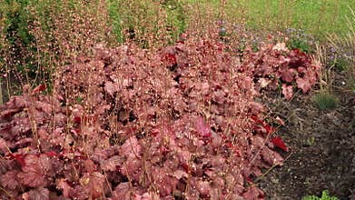 Rusty-Red Foliage and Airy Flowers of the Coral Bells (Heuchera