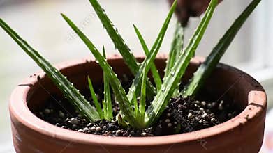 Aloe Vera Care: Hands Planting Succulent in Potting Soil