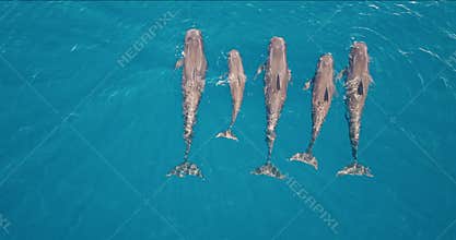 Family of pilot whales swimming in blue ocean water