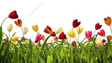 Growing colorful tulips with alpha channel